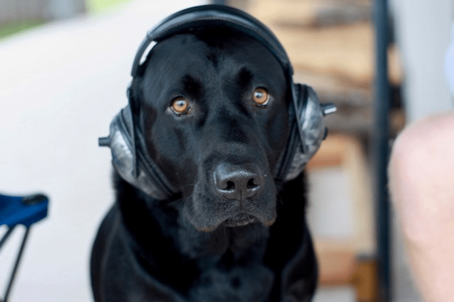 black dog wearing hearing protection with blank look on its face